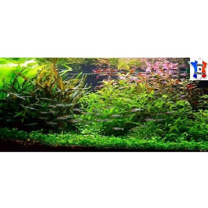 Plantes vivantes d