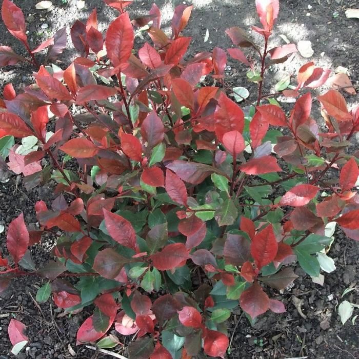 Photinia X Fraseri Red Robin Korallberkenye Hedging Plants