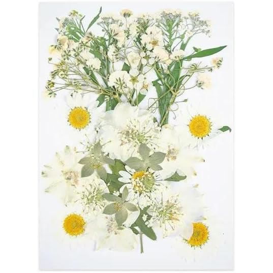 Fleurs Séchées Naturelles En Boîte - Vraies Fleurs Pressées, Pince à épiler Incluse, Pour Résine Epoxy, Scrapbooking, Décoration