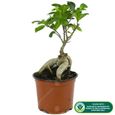 Ficus Ginseng Laurier d’Inde Bonsaï d’intérieur décoratif En pot 12 cm-1