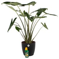 Plante d'intérieur – Oreille d'Éléphant en pot de fleur noir + 250 ml d'engrais comme un ensemble – Hauteur: 100 cm XA49