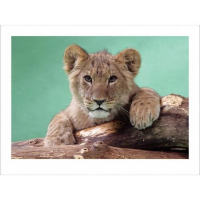 Felins Poster Reproduction Petit Chaton Lion 30 X 40 Cm Cdiscount Maison