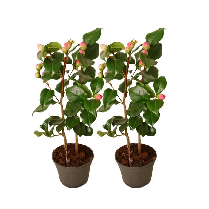 2 Camélias Japonais 'Dr. King' En Pot - Rosier Du Japon Résistant Au Froid, 50-60 Cm, Pot 15 Cm