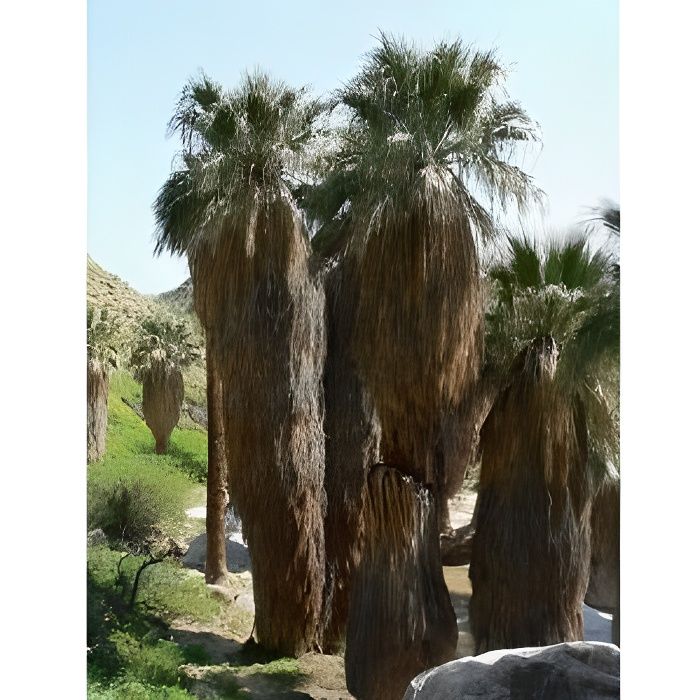 Washingtonia filifera palmier californien 50 gr…