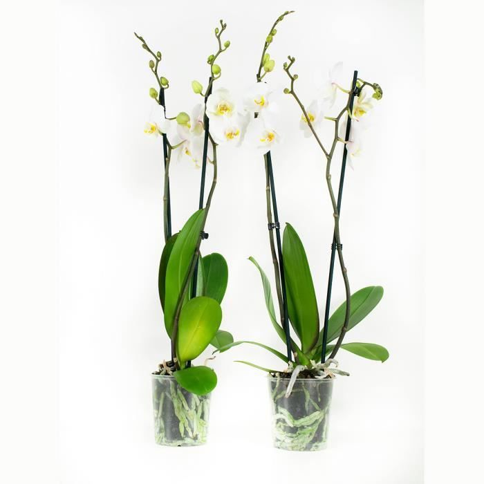 Pot de /ø 12 cm Hauteur de livraison 45-55cm Phalaenopsis /“MyMonro Make-up/” Orchid/ée blanche et rose Plante tropicale