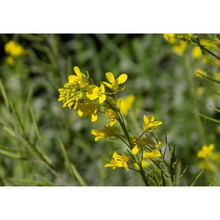 Graines De Moutarde Blanche - Sachet De 500 Graines Reproductibles BIO - Pour Potager, Aromatique, Permaculture - Non Hybrides, Sans Traitement Chimique - 4