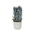 ELHO Vibes Fold Pot de fleurs rond Roues 35 - Blanc - Ø 35 x H 32 cm - intérieur - 100% recyclé-2