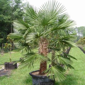 ARBRE - BUISSON PALMIER CHANVRE-TRACHYCARPUS FORTUNEI–CHAMAEROPS EXCELSA- PALMIER DE CHINE-Très robuste-Croissance normale-Résiste à -18°C