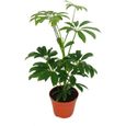Strahlenaralie - Schefflera - Pot de 9cm - Plante d'intérieur - Environ 25cm de hauteur-0