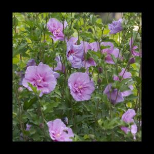 PLANTE POUSSÉE  Hibiscus syriacus Lavender Chiffon® 'Notwoodone'-Pot de 4L - 40/60 cm-BELLEVUE DISTRIBUTION