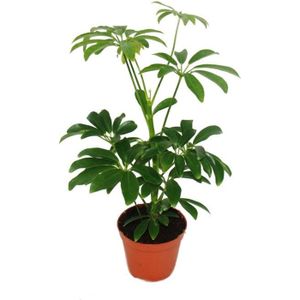 PLANTE POUSSÉE Strahlenaralie - Schefflera - Pot de 9cm - Plante d'intérieur - Environ 25cm de hauteur