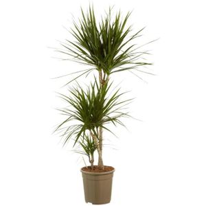 mix de plantes vertes 4 plantes plante d interieur entretien facile cdiscount jardin