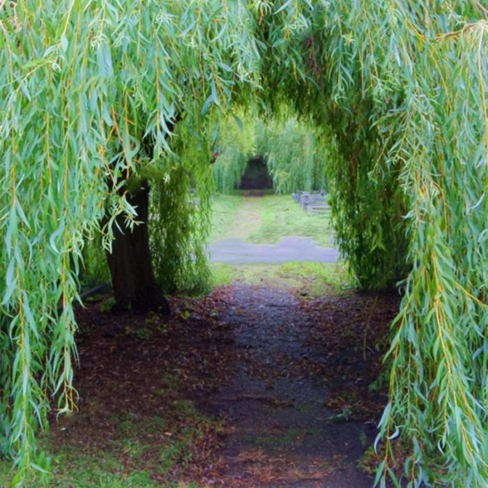 TEMPSA 100 Pcs Graines saule jardin maison arbre