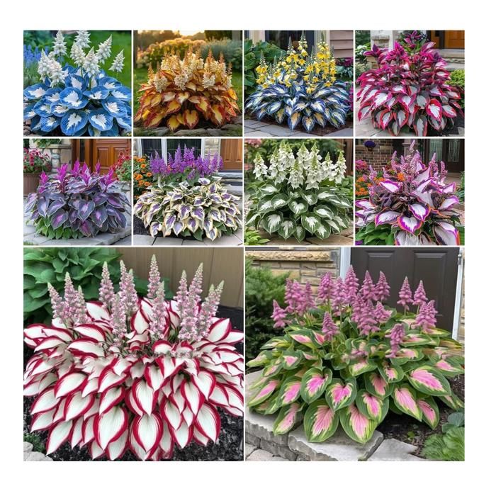 200 pcs graines de Hosta vivace graines de fleurs vivaces