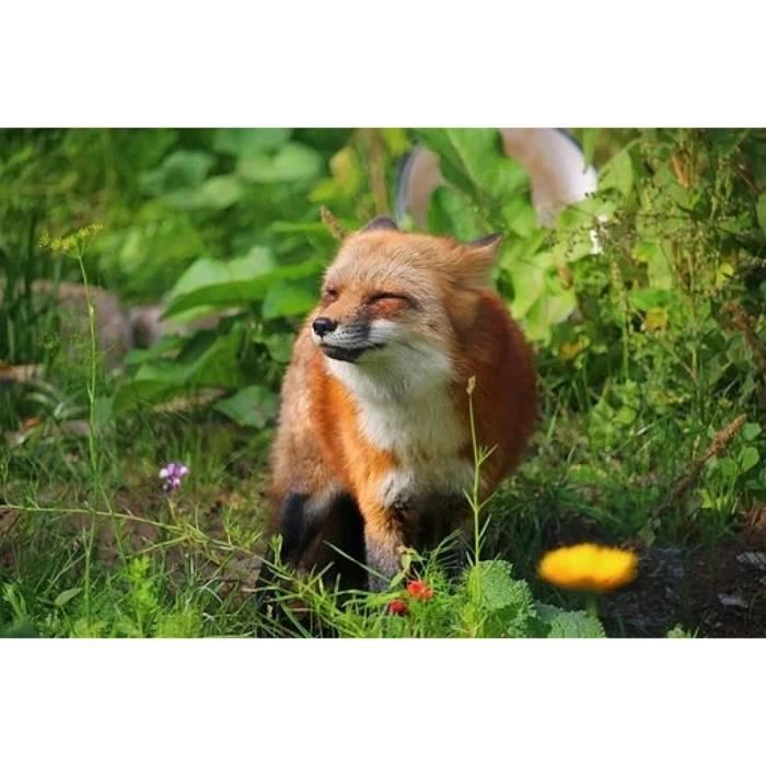 Puzzle Pieces Puzzle Renard Mignon Pieces Pour Adultes 26x38cm 9631 Cdiscount Jeux Jouets