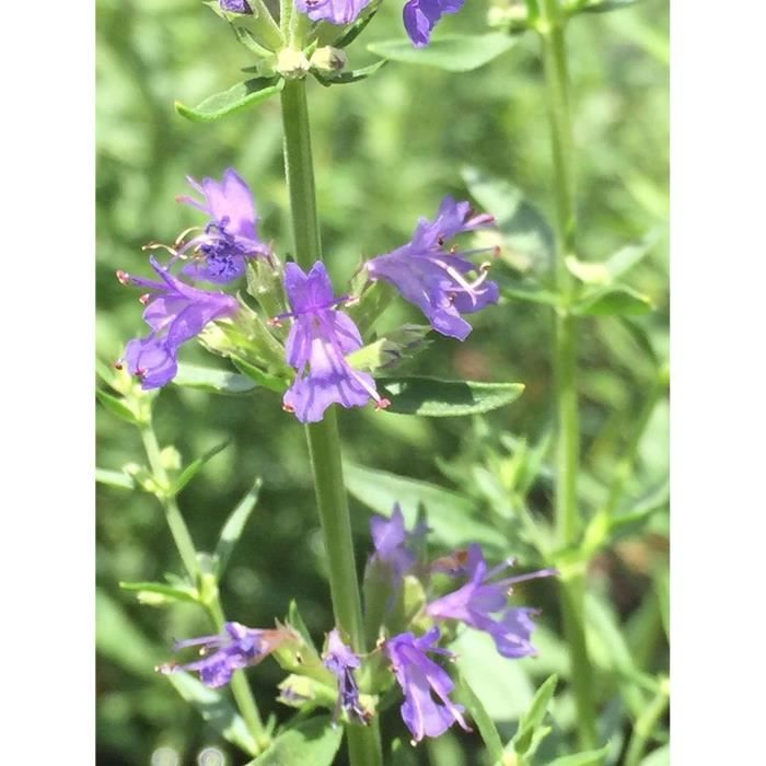Hysope Officinale - 200 Graines De Qualité Pour Jardin Aromatique Et Médicinal