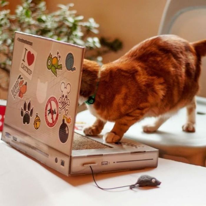 Grattoir Pour Chat Ordinateur Suck Uk Cdiscount Animalerie Grattoir Pour Chat Ordinateur Suck Uk Cdiscount Animalerie