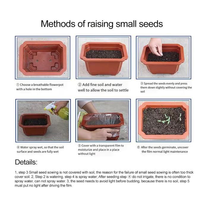 1000 Graines De Hosta Vivace Résistantes Au Froid Fleurs D'Ombre