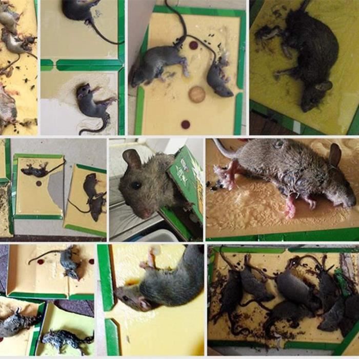 Piege a Souris Colle Collant 6 Pièces Pièges à Souris Attrape Anti Souris  Rat Glue Plaque Collante Piège Souris et à Rats [6 Pièces] : :  Jardin