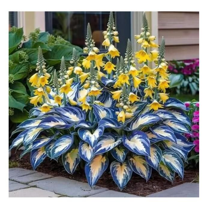 Graines De Chrysanthème, Graines De Fleurs Vivaces D'extérieur, Graines