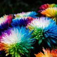 300pcs Graines de chrysanthème, Graines de fleurs résistantes au froid à taux de germination élevé, couleurs arc-en-ciel-1
