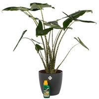 Plante d'intérieur – Oreille d'Éléphant en pot de fleur anthracite + 250 ml d'engrais comme un ensemble – Hauteur: 100...