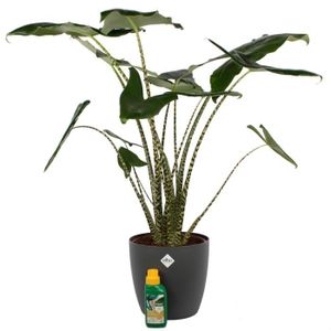 PLANTE POUSSÉE Plante d'intérieur – Oreille d'Éléphant en pot de fleur anthracite + 250 ml d'engrais comme un ensemble – Hauteur: 100...