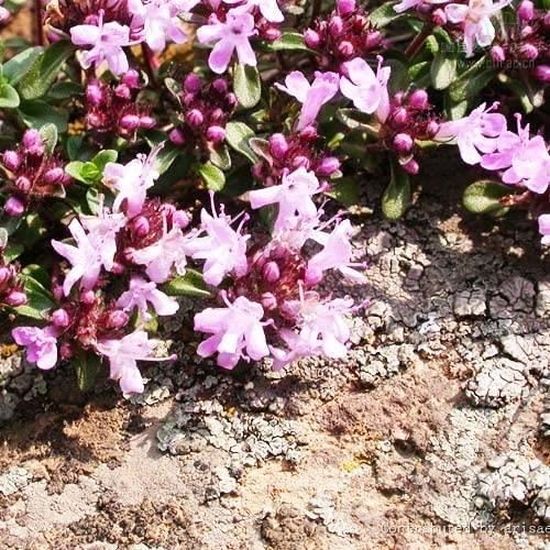 Graines De Thym Serpolet Rampant - 1000 Graines Vivaces | Plante Aromatique Couvre-sol, Mellifère | Pour Massif, Rocaille, Pot - 11