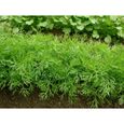 400 Graines d'Aneth - plante aromatique - légumes jardin potager méthode BIO-1