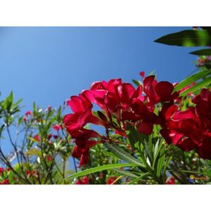 PLANTE POUSSÉE LAURIER ROSE ROUGE - NERIUM OLEANDER   20 à 30 cm de hauteur (hors racine) – godet                                                  