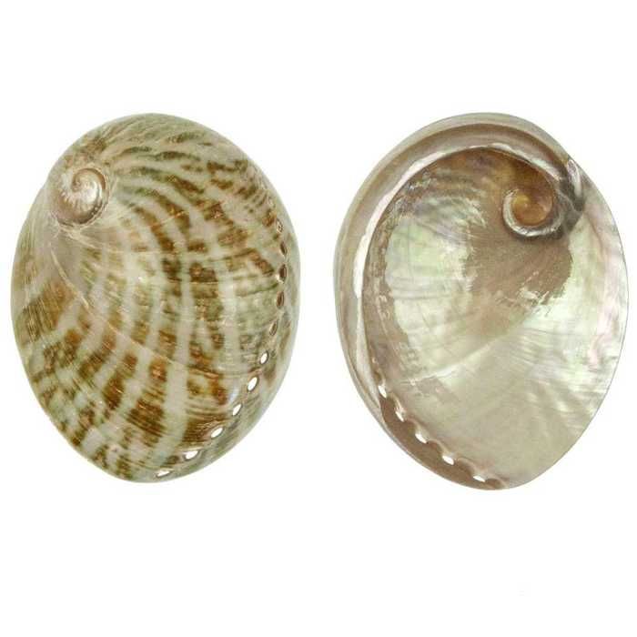 Peigne Pour Écharpe Espagnole Coquillage MERCYS - Acétate, 18x25 Cm