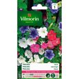 VILMORIN Petunia varié-0