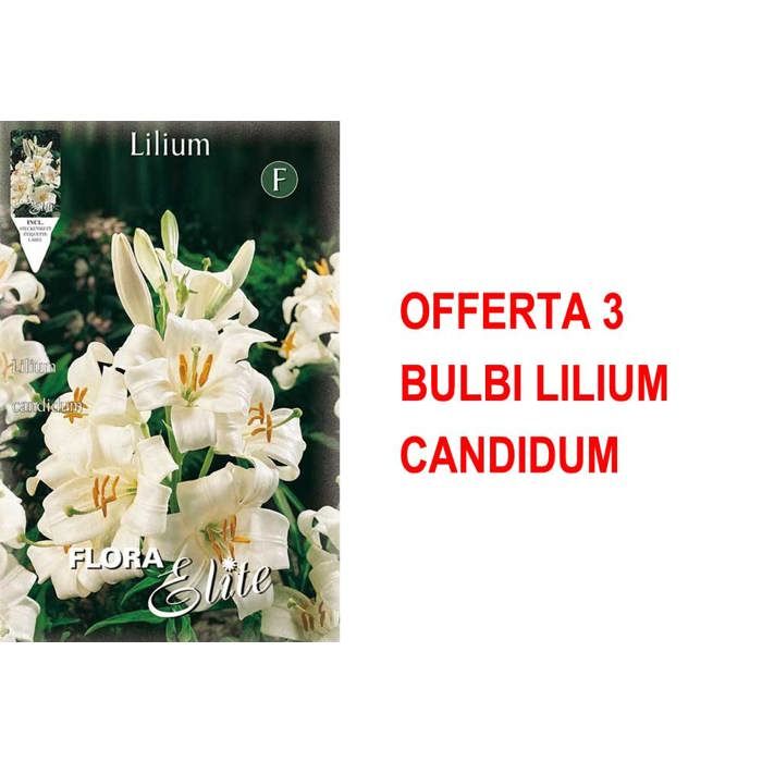 OFFERTA 3 BULBI LILIUM CANDIDUM BULBO BULBS BULBES - Cdiscount Jardin