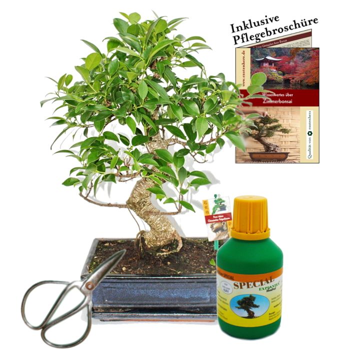 Bonsai Chin. Feigenbaum Ficus retusa ca. 10 Jahre 25cm Schale Geschenk-Set  mit Schere und Dnger - Cdiscount Jardin