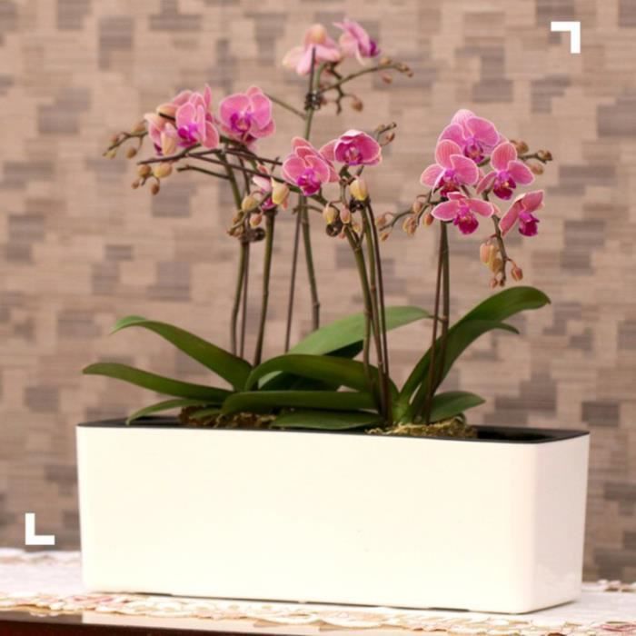 4-Set Pot à Fleurs d'arrosage Automatique, Pots Fleurs Automatique avec  Indicateur de Niveau d'eau, Pot de Fleurs Jardinière Intér - Cdiscount  Jardin