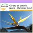 Saflax Kit Cadeau Oiseau De Paradis Jaune Mandelas