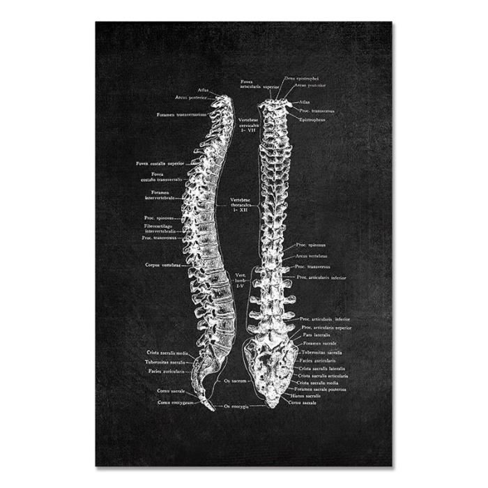 Tableau Mural Système Musculaire Anatomique - 50x70 Cm - Tissu Soie, Pour étude, Hôpital, Enseignement