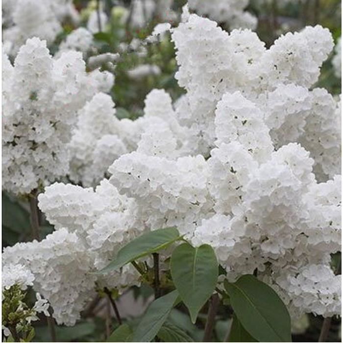 50 pcs blanc japonais lilas plante facile à cultiver (Extrêmement parfumée) graines de fleurs de clou de girofle pour jardin