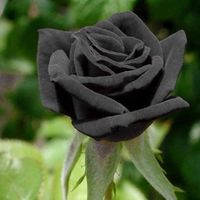 20 pièces - sac graines de rose résistant à la sécheresse fleur rare plantes en fleurs noires semis de jardin pour bureau