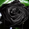 20 pièces - sac graines de rose résistant à la sécheresse fleur rare plantes en fleurs noires semis de jardin pour bureau-1