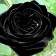 20 pièces - sac graines de rose résistant à la sécheresse fleur rare plantes en fleurs noires semis de jardin pour bureau-2