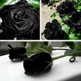 20 pièces - sac graines de rose résistant à la sécheresse fleur rare plantes en fleurs noires semis de jardin pour bureau-3