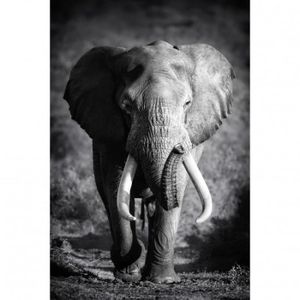 Wild Elephant-noir et blanc Animaux Nature art grande affiche & toile photo