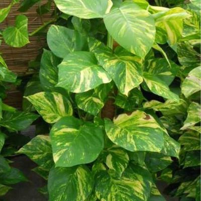 Epipremnum Aureum XXL Avec Tuteur Mousse - Lierre Dragon 140-160cm - Plante D'Intérieur Purificatrice