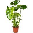 Monstera Deliciosa - Plante trouée - Plante d'intérieur - purificateur d'air – D17 cm - H50-60 cm-0