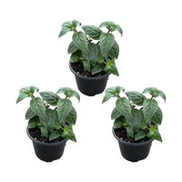 Bloomique - Lot de 3 - Fuchsia Delta Sarah - Plante clochette - Plantes de jardin - Résistante à l'hiver - D9 cm - 15-25 cm