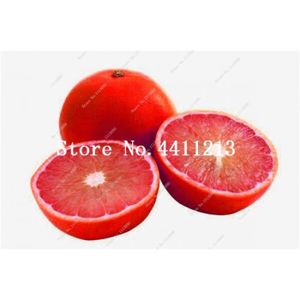 30 pièces Graines Rouge Lemon Tree également orange sanguine Fruit Rouge Lime nourriture saine NEUF S