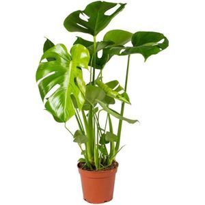 PLANTE POUSSÉE Monstera Deliciosa - Plante trouée - Plante d'intérieur - purificateur d'air – D17 cm - H50-60 cm