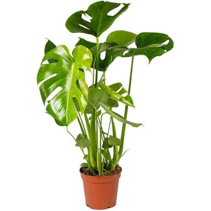 where to buy spider plants near me Spider Plant Chlorophytum comosum