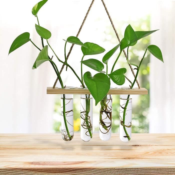 Terrarium végétal avec support en bois, support de stations de  multiplication végétale, pour plantes hydroponiques Accesso
